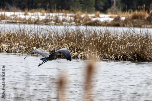 great blue heron in flight