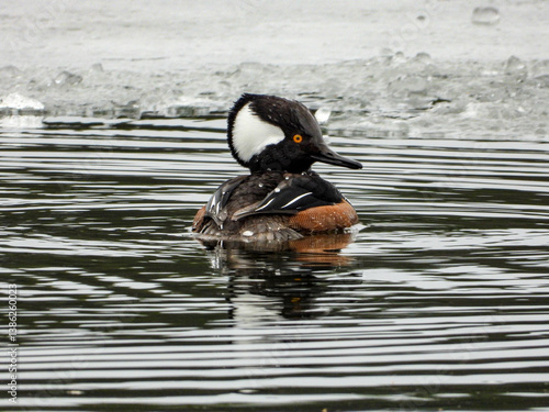 фотографія Hooded merganser showing off his raised flamboyant head and superb diving skills
