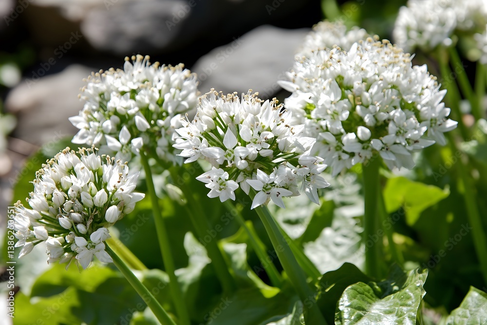 Stunning White Flower Blooms Close Up Spring Nature Stunning White Flower Blooms Close Up Spring Nature