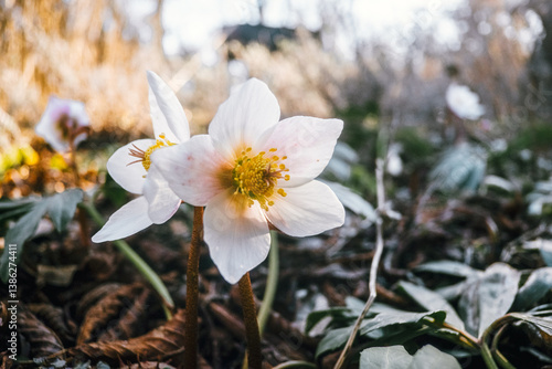 Helleborus niger – The Elegant Winter-Blooming Christmas Rose
