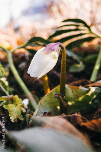 Helleborus niger – The Elegant Winter-Blooming Christmas Rose