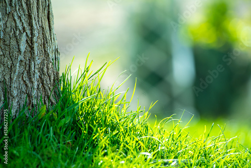 green grass and sun rays