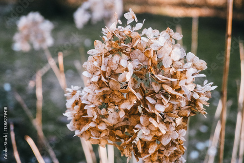 Delicate Beauty of Dried Hydrangea Flowers