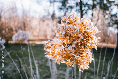 Delicate Beauty of Dried Hydrangea Flowers