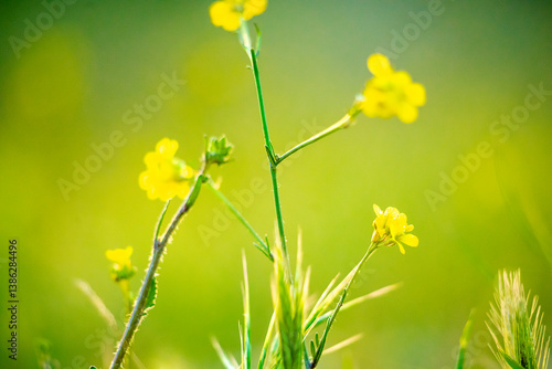 yellow flowers on green background