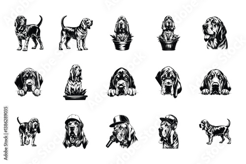 Bloodhound Dog