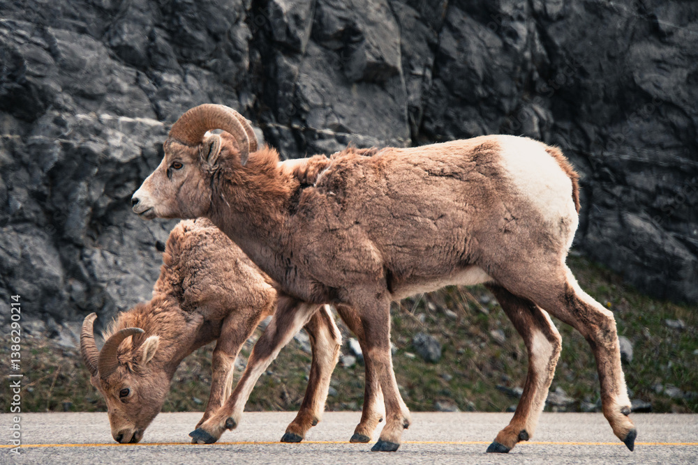 Naklejka premium Big Horns on the road