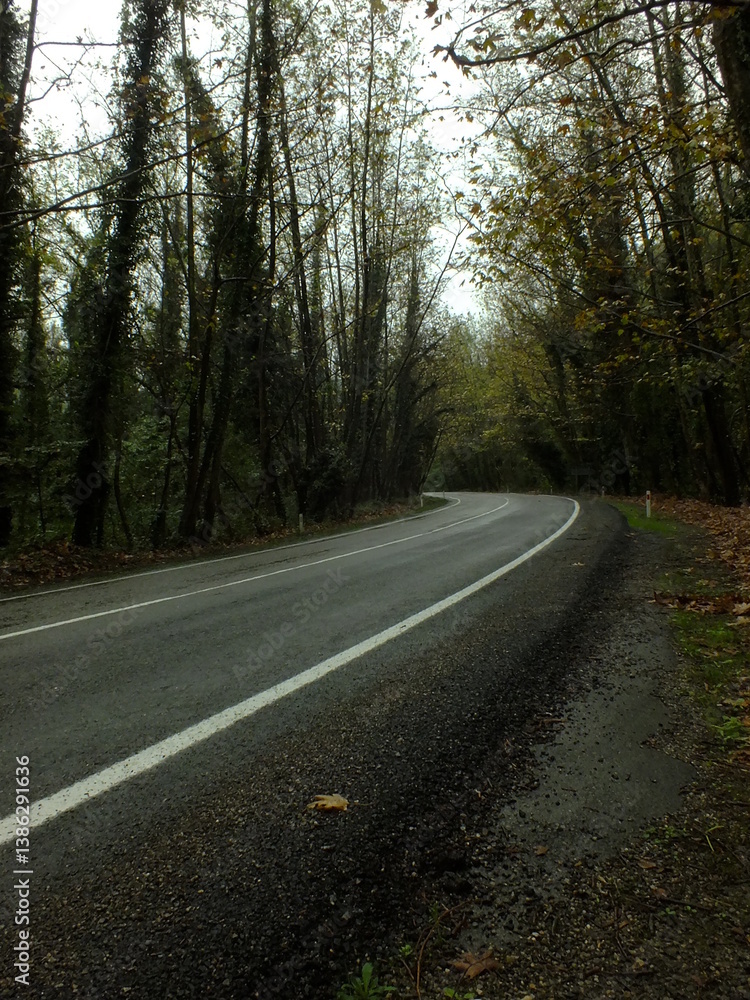 Fototapeta premium Green tree tunnel in spring
