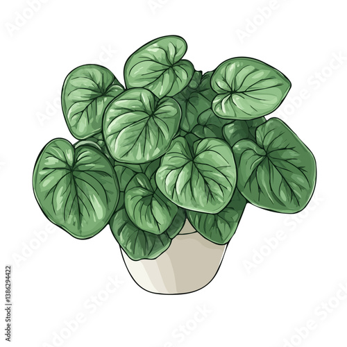 2D flat vector illustration of Peperomia Caperata, isolated on a white background.