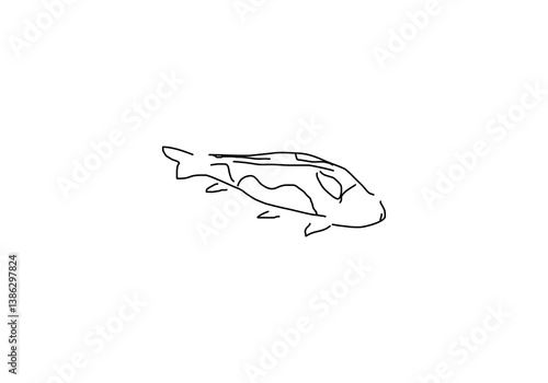 Abstract line illustration of a traditional koi fish