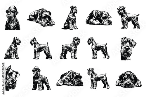 Giant Schnauzer