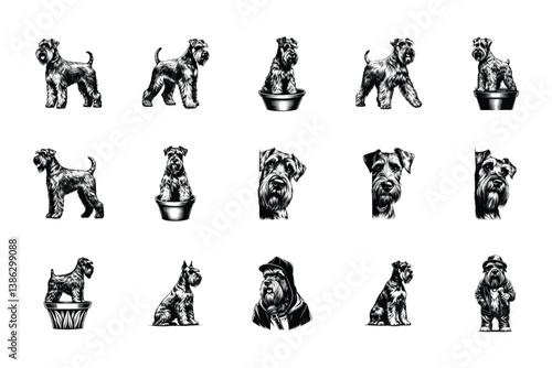 Giant Schnauzer