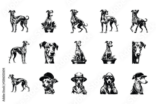 Italian Greyhound dog