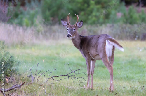 white tailed deer