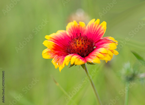 Red Blanket flower