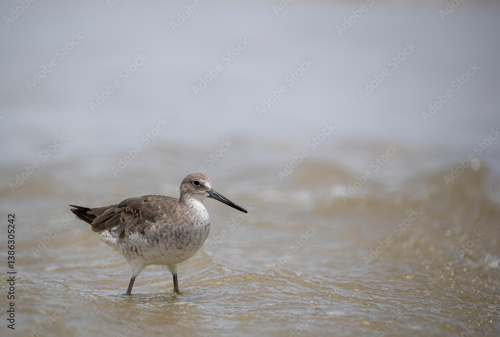 bird on the beach bird on the beach