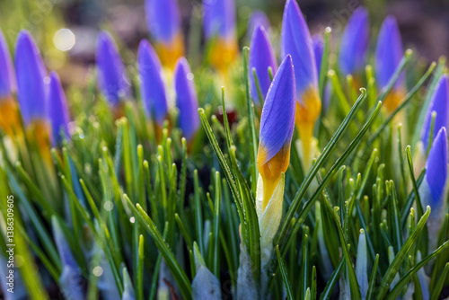 Frost-Kissed Purple Crocus Buds on a Spring Morning