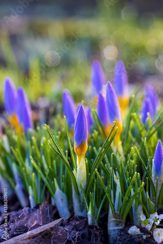 Frost-Kissed Purple Crocus Buds on a Spring Morning
