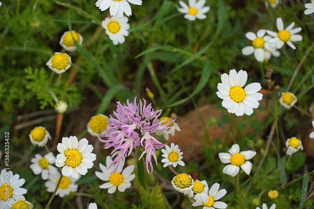 Fototapeta premium A naked man orchid, or Orchis italica flower among wild daisies, on mount Hymettus, in Attica, Greece
