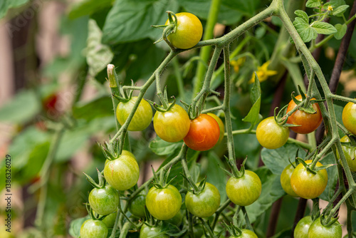 Wallpaper Mural Vegetable garden, organic farm to table produce, and gardening concept. Torontodigital.ca