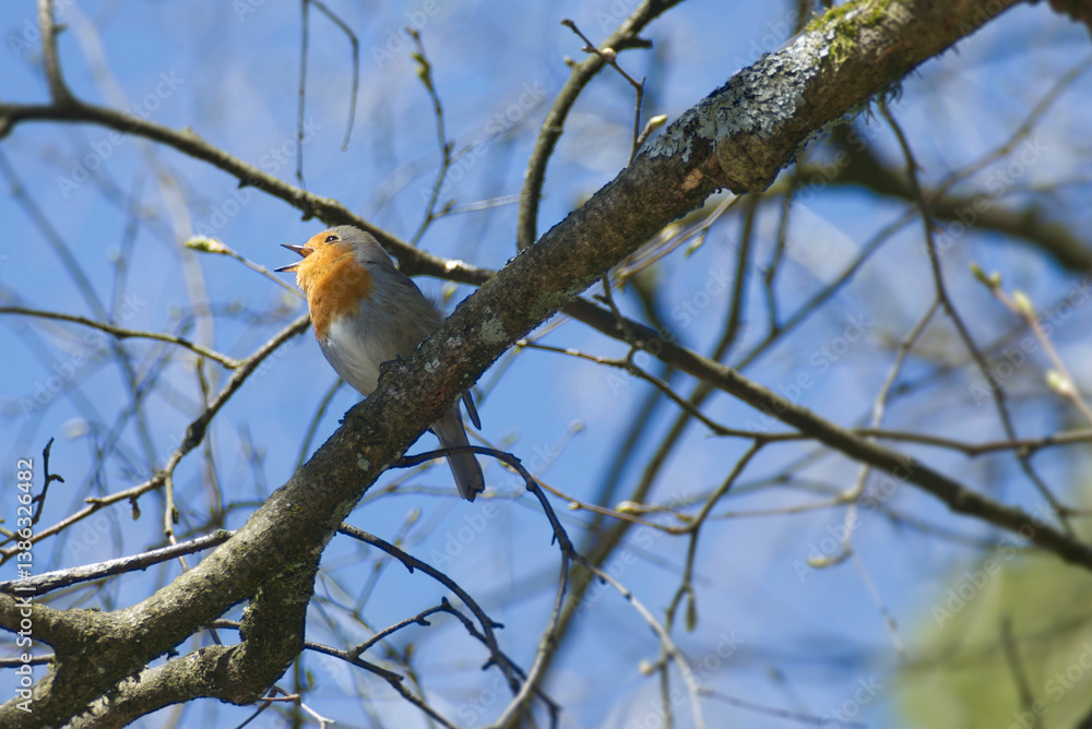 Naklejka premium European robin (Erithacus rubecula) sitting on a tree branch in Zurich, Switzerland
