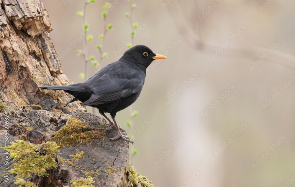 blackbird on a trunk