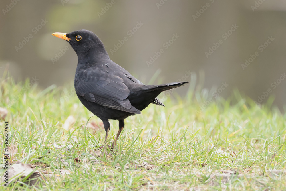 blackbird on the grass