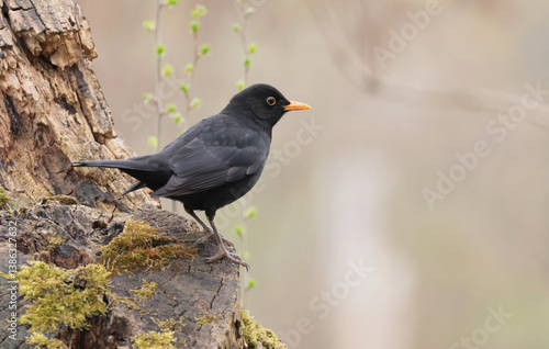 Obraz na płótnie blackbird on a trunk w salonie