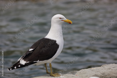 Dominikanermöwe / Southern black-backed gull / Larus dominicanus