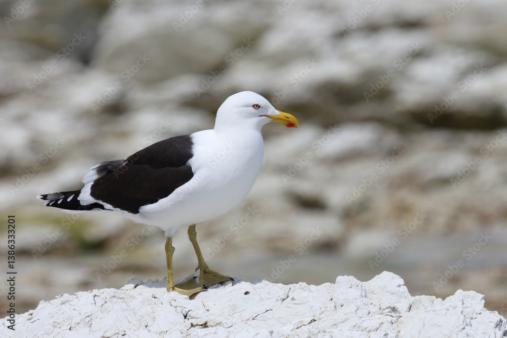 Dominikanermöwe / Southern black-backed gull / Larus dominicanus Dominikanermöwe / Southern black-backed gull / Larus dominicanus