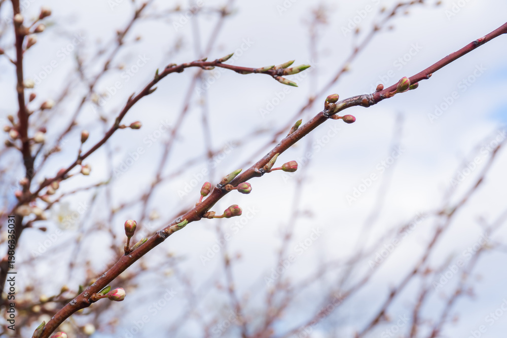 Thin branches of a tree with budding flowers against a sky backdrop. The branches are brown with clusters of closed buds, hinting at imminent blooming. Thin branches of a tree with budding flowers against a sky backdrop. The branches are brown with clusters of closed buds, hinting at imminent blooming.