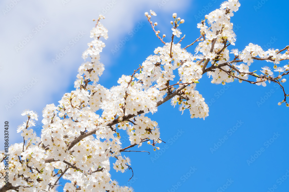 White cherry blossoms glowing against a clear blue sky — a breathtaking contrast of colors that captures the essence of a peaceful spring day. White cherry blossoms glowing against a clear blue sky — a breathtaking contrast of colors that captures the essence of a peaceful spring day.
