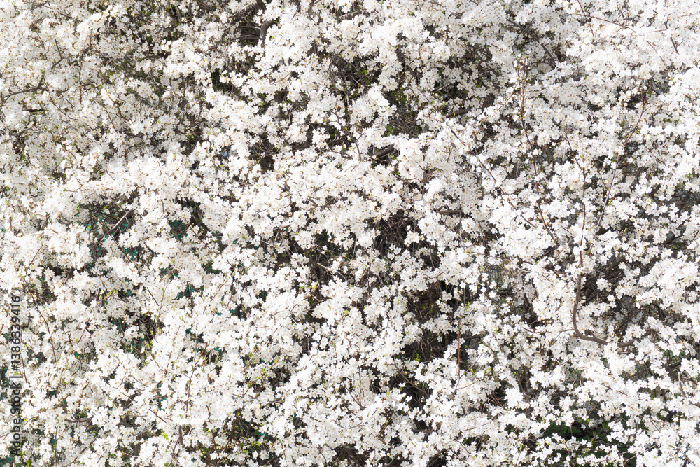 Blooming white cherry blossoms with tender green buds, symbolizing the beginning of spring and the harmony of nature's awakening. White cherry blossoms densely cover tree branches. Blooming white cherry blossoms with tender green buds, symbolizing the beginning of spring and the harmony of nature's awakening. White cherry blossoms densely cover tree branches.