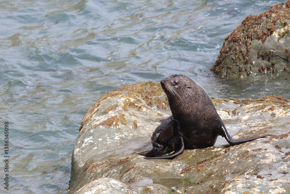 Naklejka premium Neuseeländischer Seebär / New Zealand fur seal / Arctocephalus forsteri