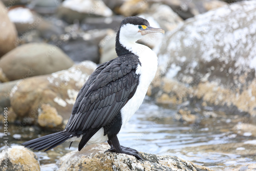 Obraz premium Elsterscharbe / Australian pied cormorant / Phalacrocorax varius