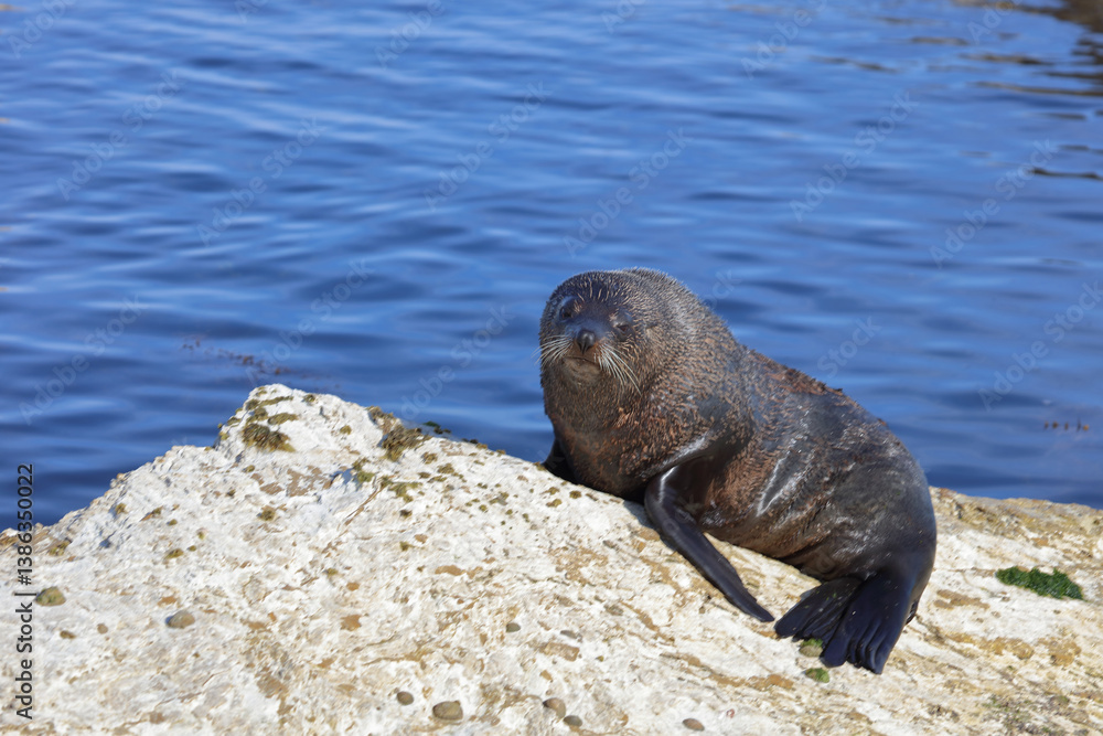 Fototapeta premium Neuseeländischer Seebär / New Zealand fur seal / Arctocephalus forsteri