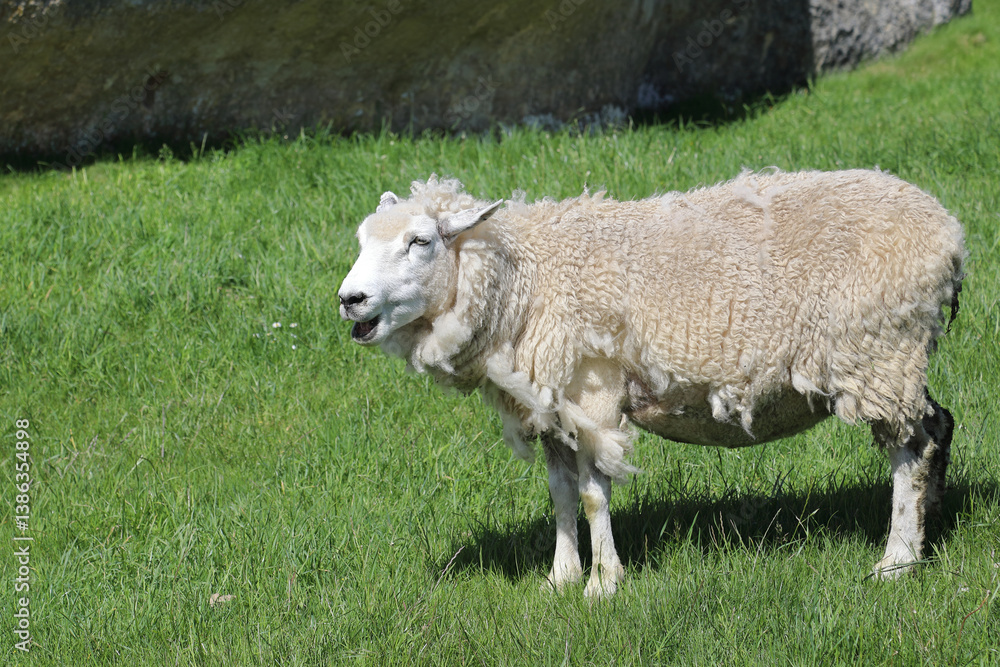 Fototapeta premium Romneyschaf / Romney sheep / Ovis.