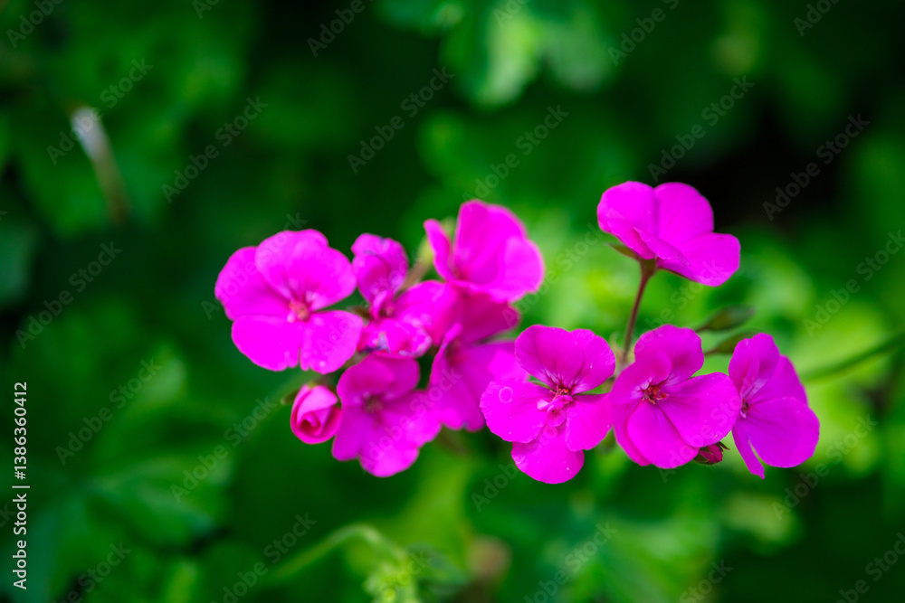 Obraz premium pink flowers in the garden