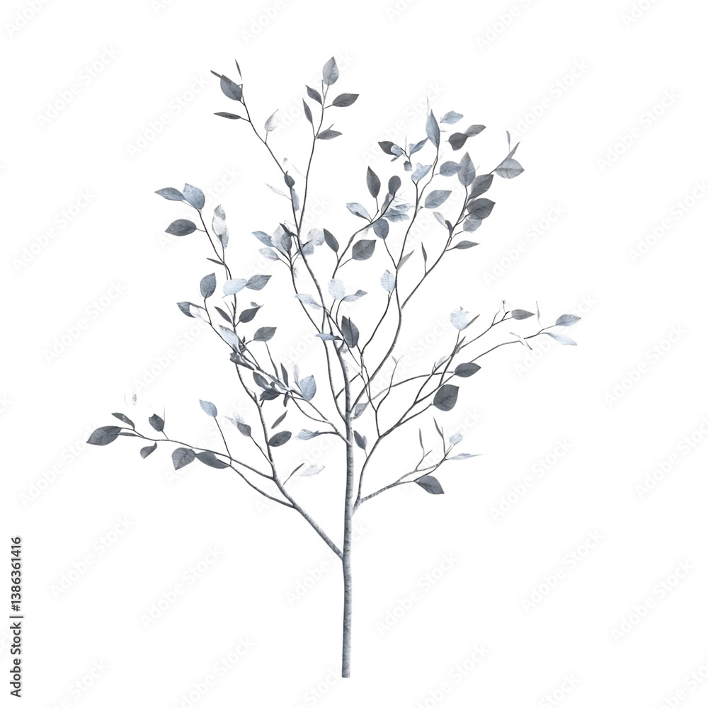 Silver Birch Tree Sapling with Soft Leaves Isolated on Transparent Background Silver Birch Tree Sapling with Soft Leaves Isolated on Transparent Background