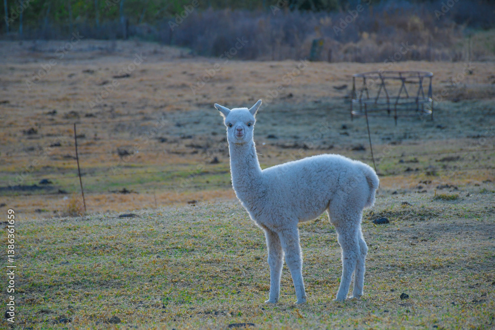Alpaca farm animal with wool in Clarens South Africa Alpaca farm animal with wool in Clarens South Africa