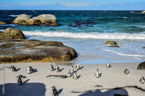 Obraz na płótnie African cape or jackass penguin colony at boulders beach in Simon's town cape to