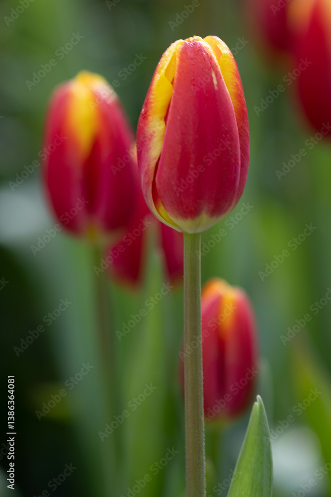 Spring Concept, Blooming Colorful Tulip in the Park Spring Concept, Blooming Colorful Tulip in the Park
