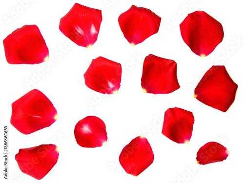Red rose petals, a symbol of love and romance, isolated on white for Valentine's Day.