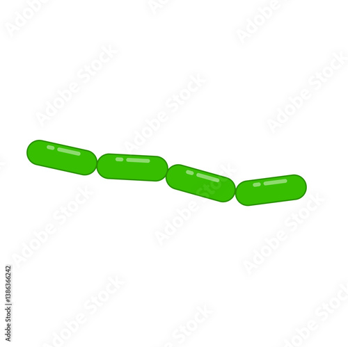 Diplobacillus bacteria morphology. Vector illustration in flat style.