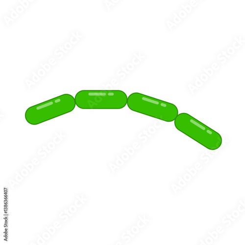 Diplobacillus bacteria morphology. Vector illustration in flat style.