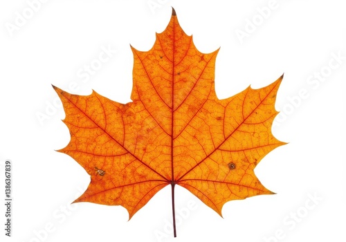Wallpaper Mural Close up of a vibrant orange maple leaf with detailed veins isolated on a white background studio shot Torontodigital.ca