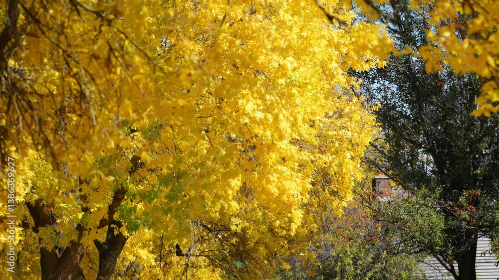 Yellow trees cast warm shadows on a residential street full of fallen leaves and sunshine. Yellow trees cast warm shadows on a residential street full of fallen leaves and sunshine.