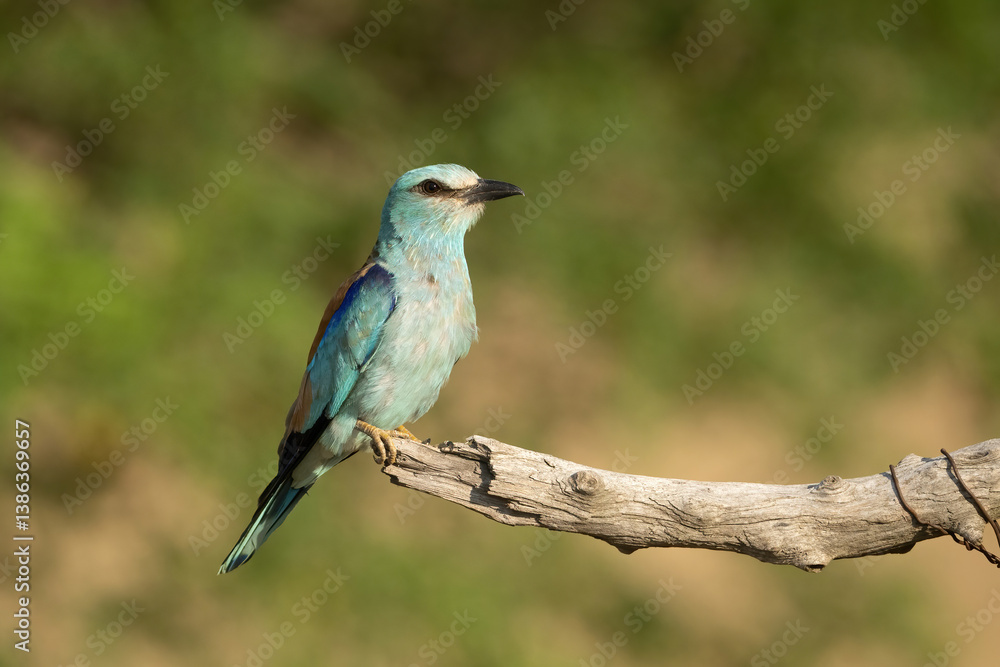 European roller (Coracias garrulus). Roller perched upright and alert. Perch above grassy clearing bathed in evening light. Calm stance and soft colors highlight serene elegance. European roller (Coracias garrulus). Roller perched upright and alert. Perch above grassy clearing bathed in evening light. Calm stance and soft colors highlight serene elegance.