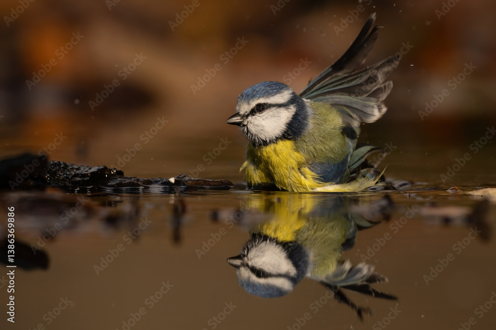 Obraz premium Eurasian blue tit (Parus caeruleus). Paridae splashing energetically in shallow water during a brief bath. Reflective woodland pool in late autumn.