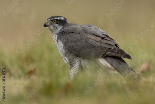 Northern goshawk (Accipiter gentilis). Accipitridae alertly stands still after a hunt, scanning its surroundings. Low grassy habitat with subtle leaf litter. 